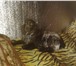 Фотография в Домашние животные Вязка собак красивый умный русский спаниель.цвет коричневый в Челябинске 0