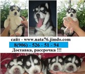 Важные щенки хасята 3874961 Сибирский хаски фото в Котлас