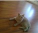 Фотография в Домашние животные Вязка Требуется котик для вязки с британской кошечки в Нижнем Тагиле 0