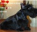 Изображение в Домашние животные Стрижка собак Стрижка собак и кошек с выездом на дом. Профессиональный в Санкт-Петербурге 2 000