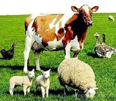 Изображение в Домашние животные Другие животные Продаются: корова дойная – 4 года, около в Туле 0