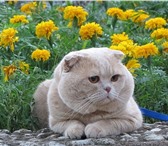 Изображение в Домашние животные Вязка Порода: ШотландскаяНаш кот с родословной, в Москве 100