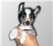 Предлагается к продаже подрощенная племенная сука китайской хохлатой собаки, ( пуховая 6 месяцев 66952  фото в Воркута