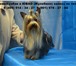 Foto в Домашние животные Услуги для животных стрижка собак и кошек в салоне красоты для в Москве 2 000