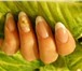 Фотография в Красота и здоровье Косметические услуги Наращивание ногтей в Одинцово. Дипломированный в Москве 0