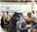Фотография в Домашние животные Вязка собак Английский кокер спаниель. С документами в Перми 0