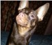 Foto в Домашние животные Вязка собак шоколадный,чистокровный,привитый,умный,красивый,той-терьер в Тюмени 1