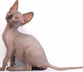 Продаются котята Канадского сфинкса, очаровательные складчатые, ушастые, горячие малыши, Разли 69075  фото в Сочи
