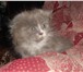 Вислоухий котенок ждет хозяев 1345383 Скоттиш фолд фото в Москве