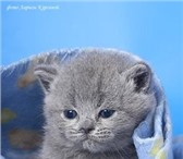 Британские котята на продажу,  Питомник Silvery Snow,  Документы в порядке, ухожены, здоровы,  От пр 69014  фото в Москве