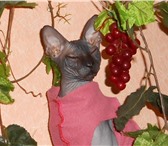 Фотография в Домашние животные Вязка кот сфинкс ищет невесту в Стерлитамаке 0