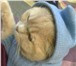 Фото в Домашние животные Вязка Опытный котик приглашает на вязку.Родословный. в Орле 2 000