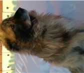Фото в Домашние животные Потерянные Потерялась вАрамиле.помогите найти собаку в Арамиле 0