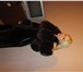 Фото в Одежда и обувь Женская одежда Продам мутоновое пальто ( облегчённое). в Магнитогорске 100