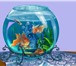 Фото в Домашние животные Услуги для животных Чистка любых аквариумов.Обслуживание аквариумов в Москве 1 000