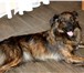 Foto в Домашние животные Отдам даром Ириска - классная собака! Метис от очень в Москве 0