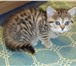 Скоттиш-страйт кошечка 217765  фото в Великом Новгороде