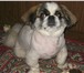 Foto в Домашние животные Вязка собак возраст 8 лет, опытный, без кинолога. вес в Саратове 1 000