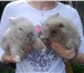 Фото в Домашние животные Грызуны Продаются декоративные крольчата породы ангорский в Санкт-Петербурге 1 000