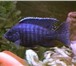 Изображение в Домашние животные Рыбки Аквариумные рыбки оптом. Цихлиды. Продаю в Белокуриха 40