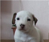 Породистые щенки Джек Рассел Терьера , возраст 1 месяц, короткие лапки, прививки по возрасту, 65913  фото в Таганроге