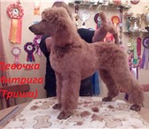 Щенки большого пуделя абрикосового и красного окраса 3583901 Пудель фото в Санкт-Петербурге