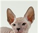 Котята породы Донской сфинкс продаются 1627413 Донской сфинкс фото в Москве