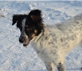 Фото в Домашние животные Отдам даром Джонни продолжает искать хозяев или передержку, в Красноярске 50