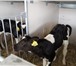 Фото в Домашние животные Другие животные продаю телят молочников черно пестрой породы в Ульяновске 0