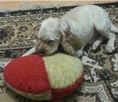 Фотография в Домашние животные Вязка собак Породистый,красивый,здоровый мальчик приглашает в Краснодаре 0