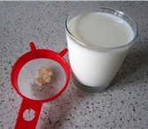 Фотография в Красота и здоровье Разное Продаю молочный тибетский гриб в Нижнем Новгороде, в Нижнем Новгороде 200