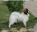 Foto в Домашние животные Вязка собак Vikingas Taurapilis. Дата рождения 28.02.2012 в Белгороде 0
