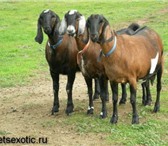 Фото в Домашние животные Другие животные Продажа Нубийских коз разного возраста.Англо-нубийские в Москве 30 000
