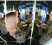 Foto в Развлечения и досуг Разное Зеркальный лабиринт - это уникальный аттракцион в Твери 200
