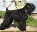 Изображение в Домашние животные Другие животные Продаются щенки Русского Черного Терьера в Челябинске 20 000