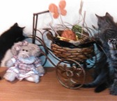 Фотография в Домашние животные Отдам даром Умные, приученные к лотку, котята (коты) в Тольятти 1