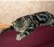 Изображение в Домашние животные Вязка Молодой опытный котик скоттиш страйт, окрас в Дзержинске 2 500