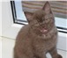 Продам британских котят 1481628 Британская короткошерстная фото в Петрозаводске