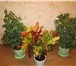 Фото в Домашние животные Растения Растения – деревца: комнатные ( тропические в Магнитогорске 100