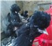 Фотография в Домашние животные Птички продам цыплят подрощенных(шелковые,кохинхины,орпингтон,виандот,павловские),семьи-шелковых,кохинхинов,пару в Пензе 250