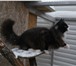 Продам котенка породы Норвежская Лесная 351757 Норвежская лесная фото в Новосибирске