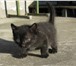 Foto в Домашние животные Отдам даром Три котенка месяц от роду; светлая девочка в Северске 0