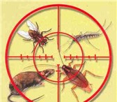 Изображение в Прочее,  разное Разное 1 уничтожение всех видов насекомых (блохи, в Саратове 350