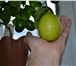 Изображение в Домашние животные Растения продам саженцы плодоносящих лимонов сортв в Красноярске 350