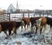 Изображение в Домашние животные Другие животные Реализуем бычков герефордской породы, в кол-ве в Магнитогорске 24 000