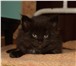 Шикарные котята мейн-кун - ласковые гиганты 169127  фото в Петрозаводске