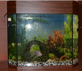 Foto в Домашние животные Рыбки Аквариум 70 лПродам аквариум с грунтом,рыбками,фильтром,освещением. в Краснодаре 3 000