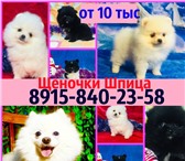 Красивые щенки померанцы 4870674 Померанский шпиц фото в Иваново