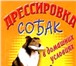 Фотография в Прочее,  разное Разное Дрессировка собак различных пород .
 Помощь в Омске 1 000