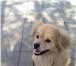 Foto в Домашние животные Найденные Нашлась небольшая собачка в районе улицы в Оренбурге 0